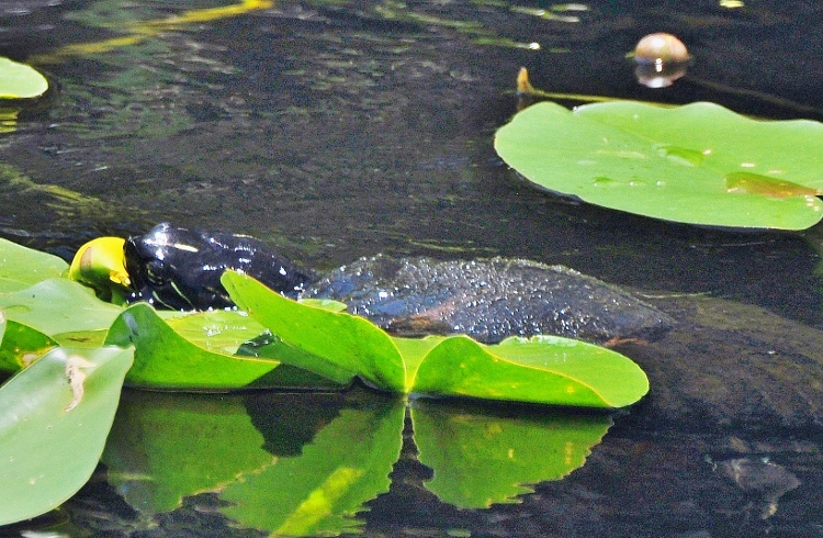 turtle and lily pad